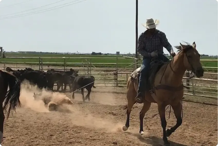 A cowboy on horseback herding cattle in a dusty pen.