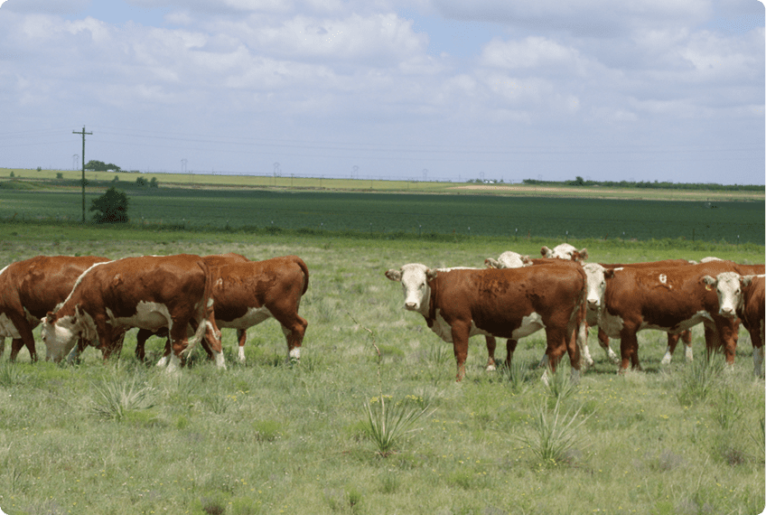 Herd of cattle under cloudy sky
